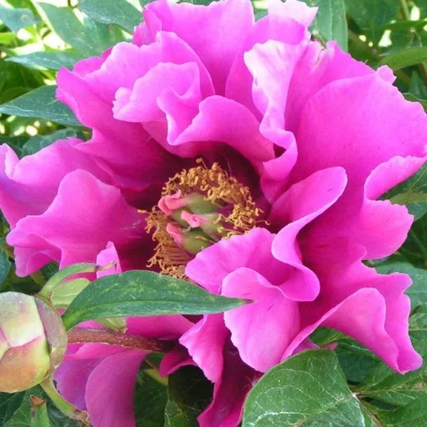 Symphonie Pourpre Itoh Peony