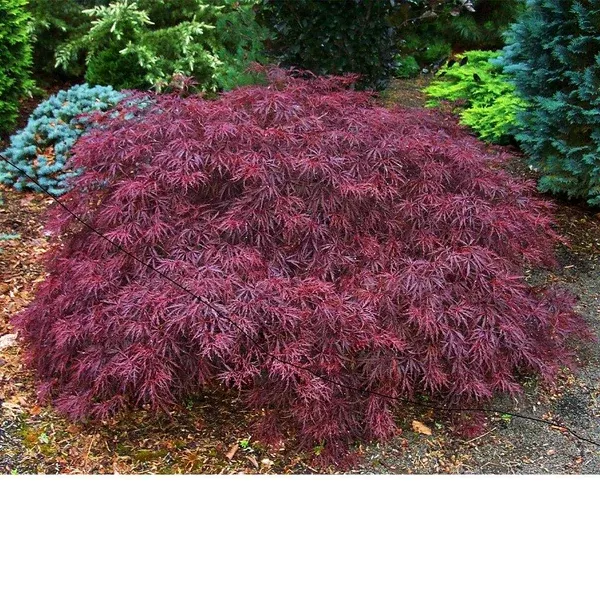 Tamukeyama Cutleaf Japanese Maple # 580cm Container