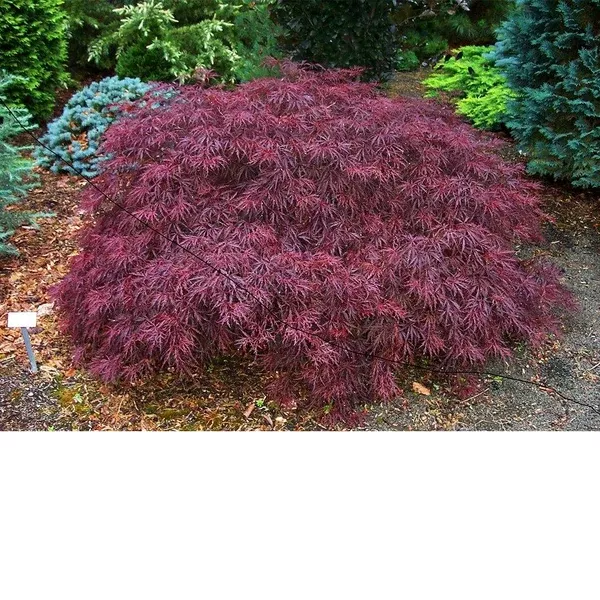 Tamukeyama Cutleaf Japanese Maple60cm B&B