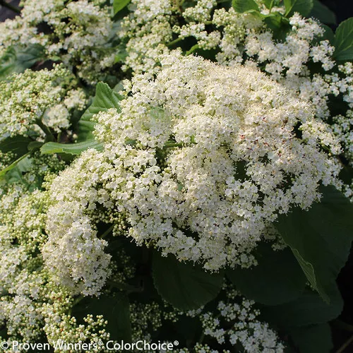 Tandoori Orange Viburnum