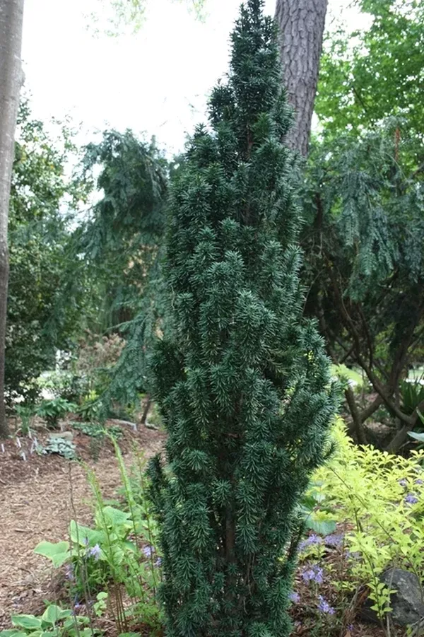 Taxus baccata 'Fastigiata Robusta'