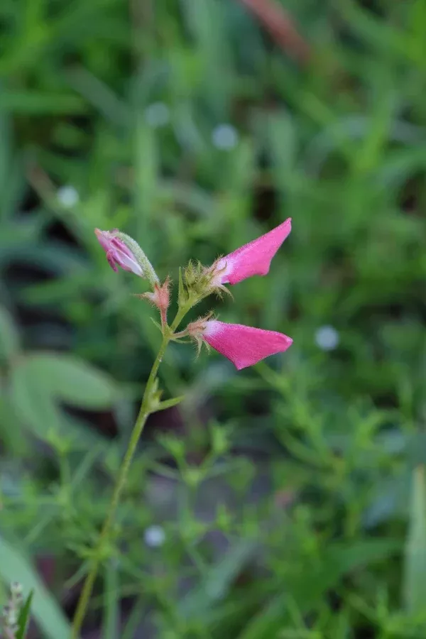 Tephrosia spicata 'Awakening'