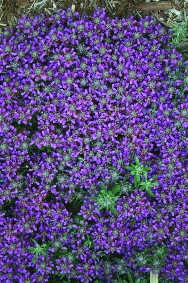 Teucrium cossonii