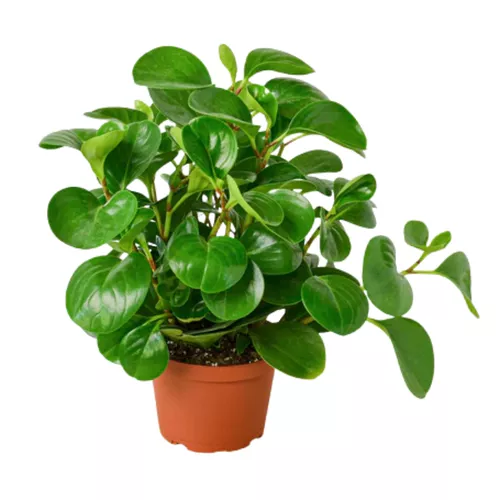 Thailand Peperomia