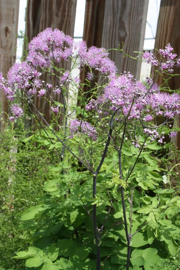 Thalictrum 'Black Stockings'