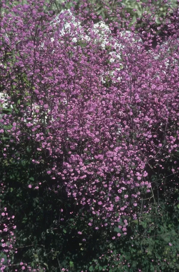 Thalictrum delavayi 'Hewitt's Double'