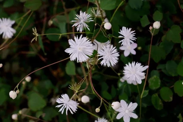 Thalictrum urbaini 'Taiwan Baika'