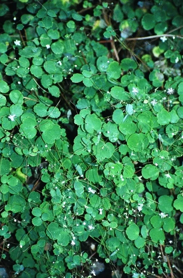Thalictrum virgatum