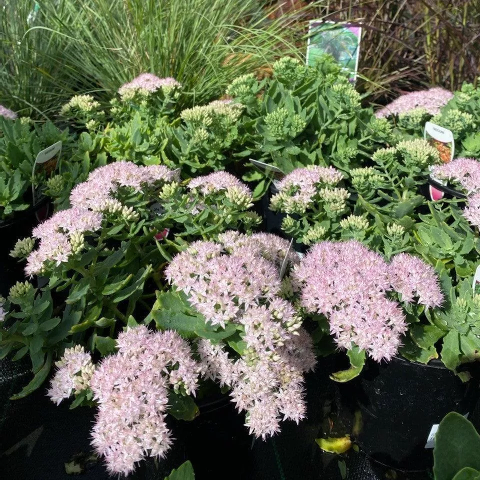 Thundercloud Stonecrop