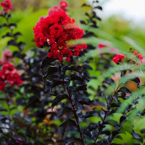 Thunderstruck™ Rumblin Red™ Crape Myrtle