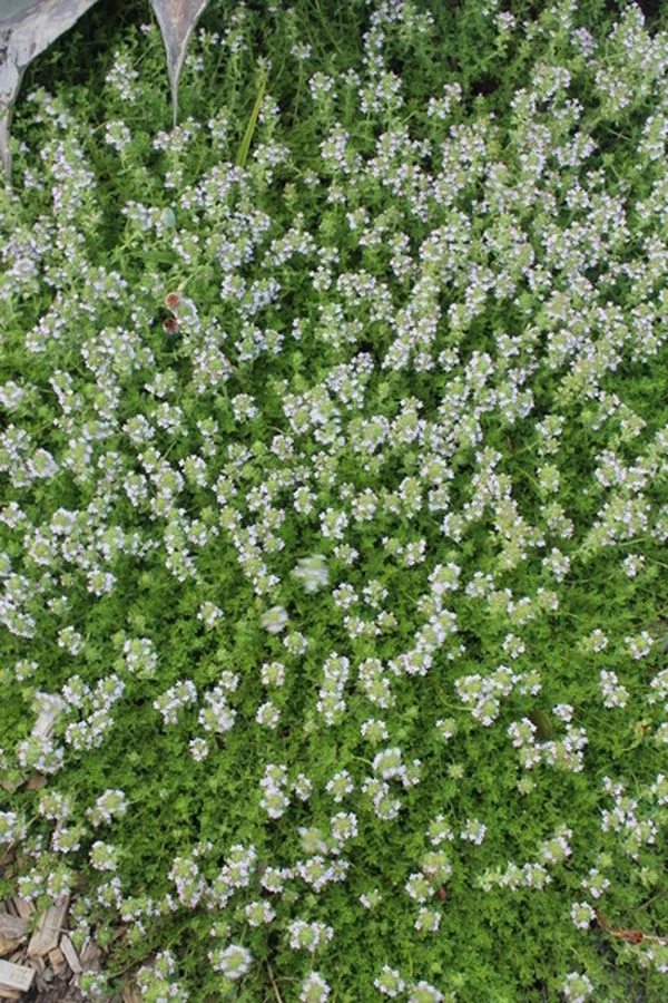 Thymus argaeus 'Wild Turkey'