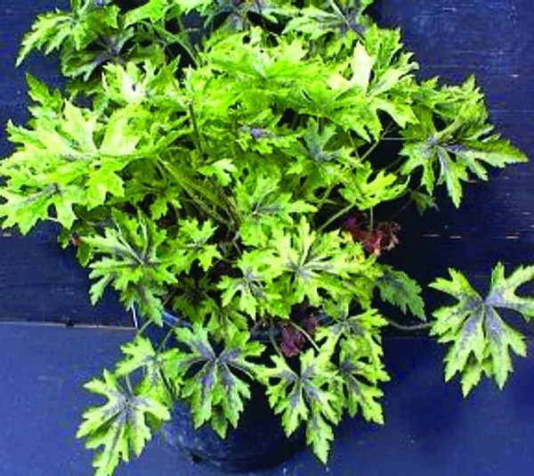 Tiarella 'Butterfly Wings' PP 13,629