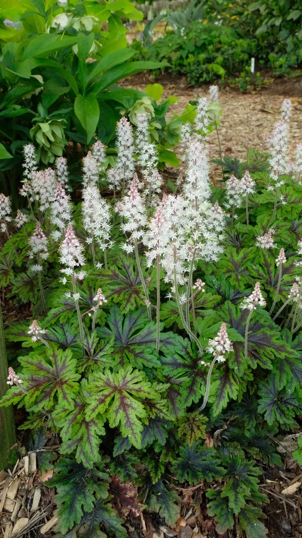 Tiarella 'Sylvan Lace'