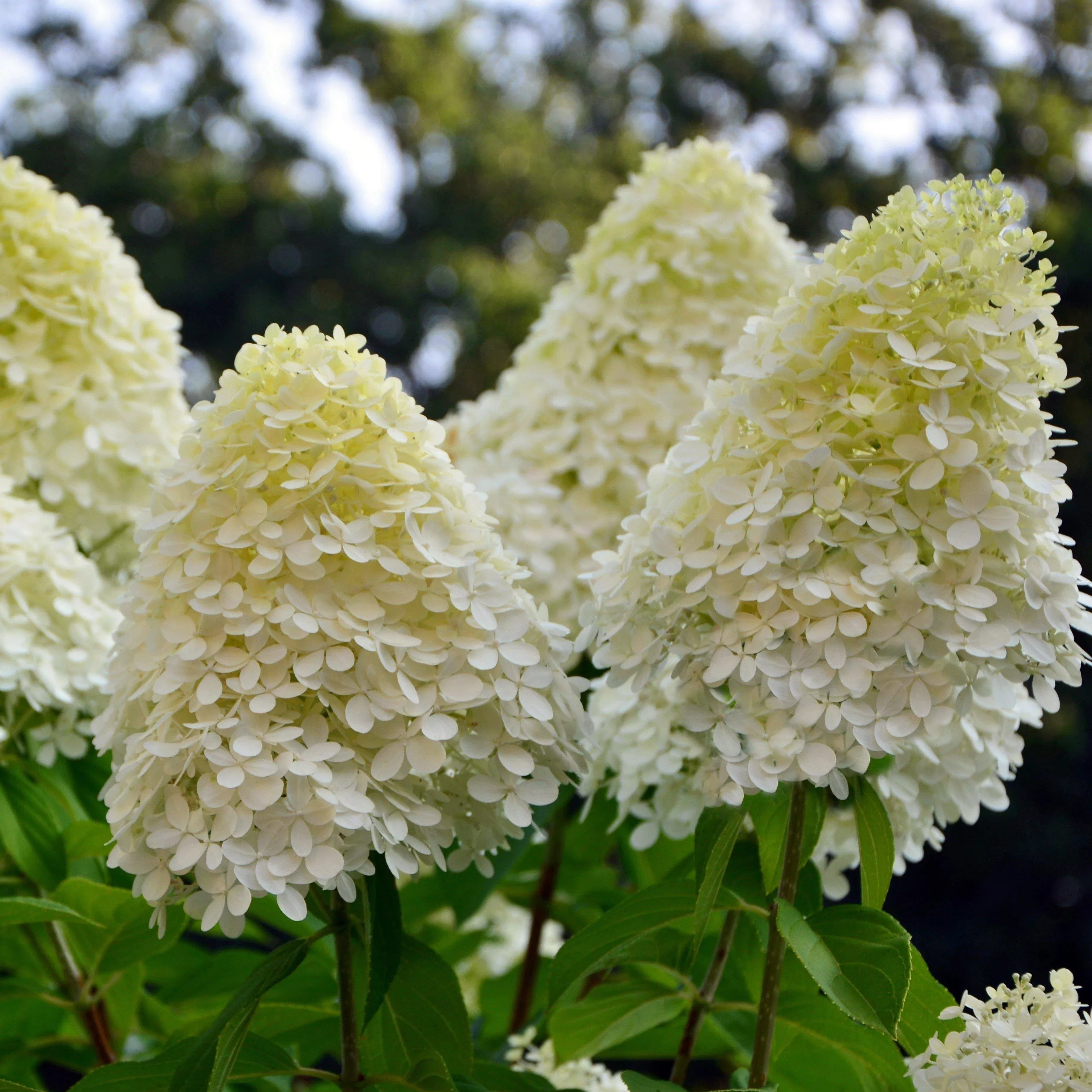 Tidal Wave™ Hydrangea