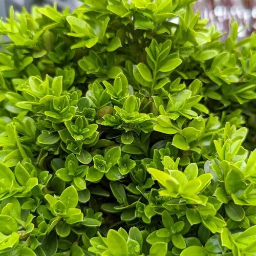Tide Hill Boxwood