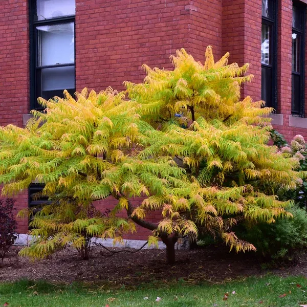 Tiger Eyes Cutleaf Staghorn Sumac Fe