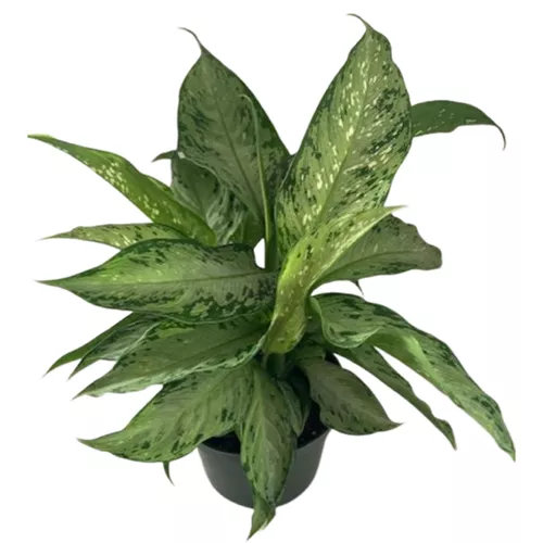 Tiki Dieffenbachia