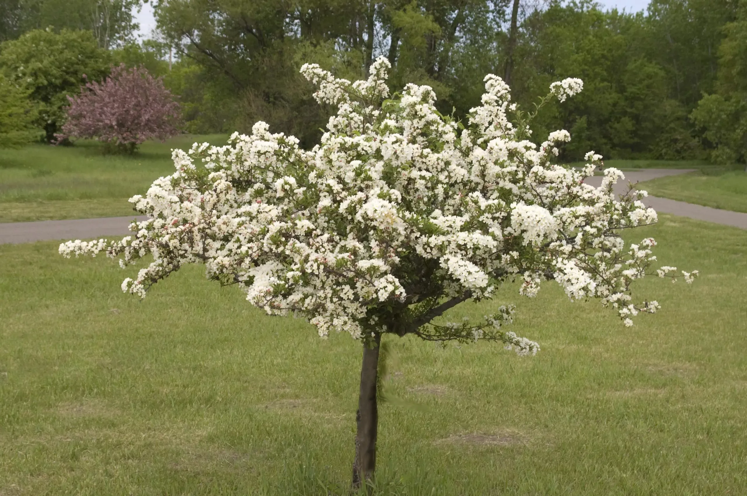 Tina Crabapple