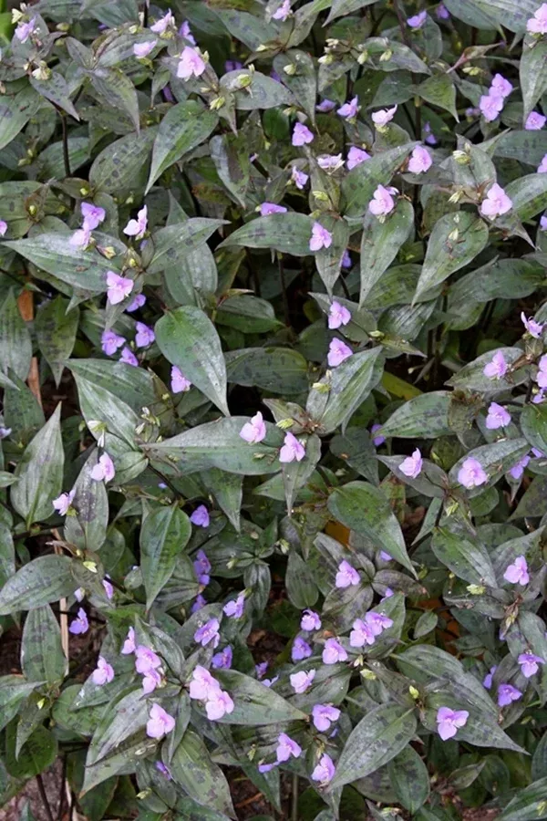 Tinantia pringlei 'Panther'