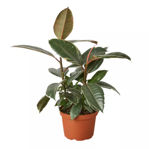 Tineke Rubber Tree