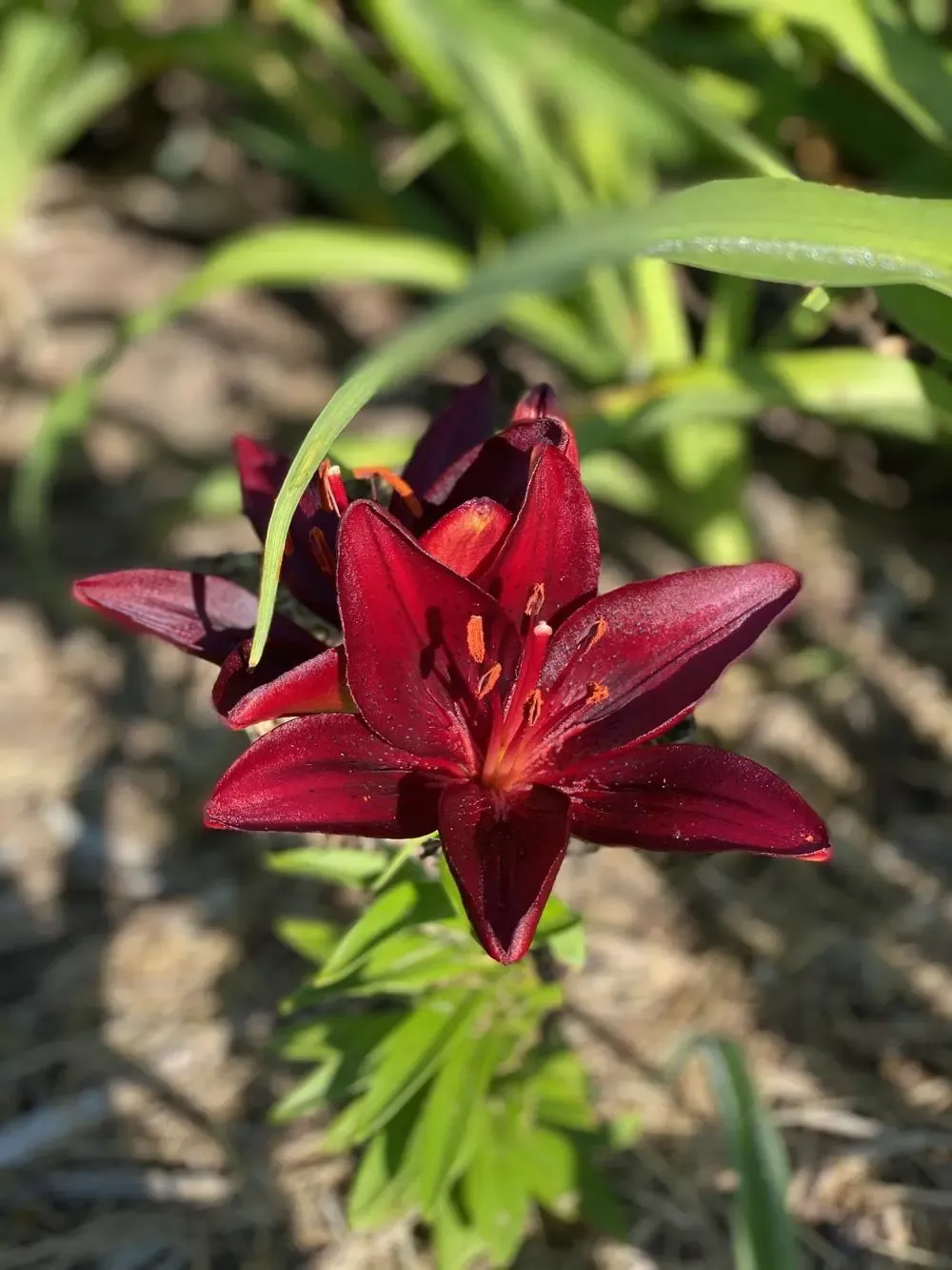 Tiny Comfort Asiatic Lily