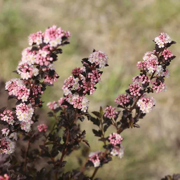 Tiny Wine Common Ninebark Pw