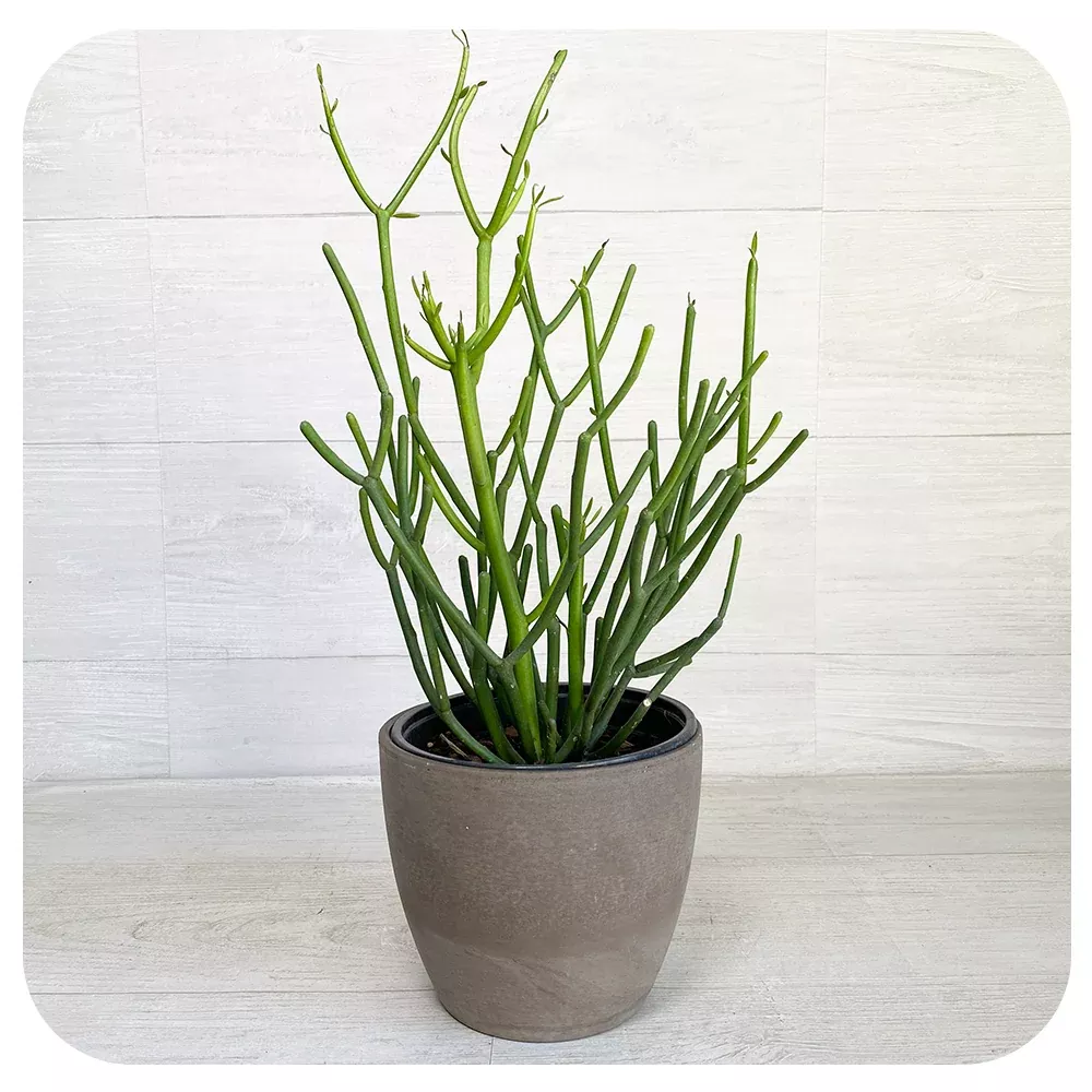 Tirucalli Pencil Cactus (euphorbia)