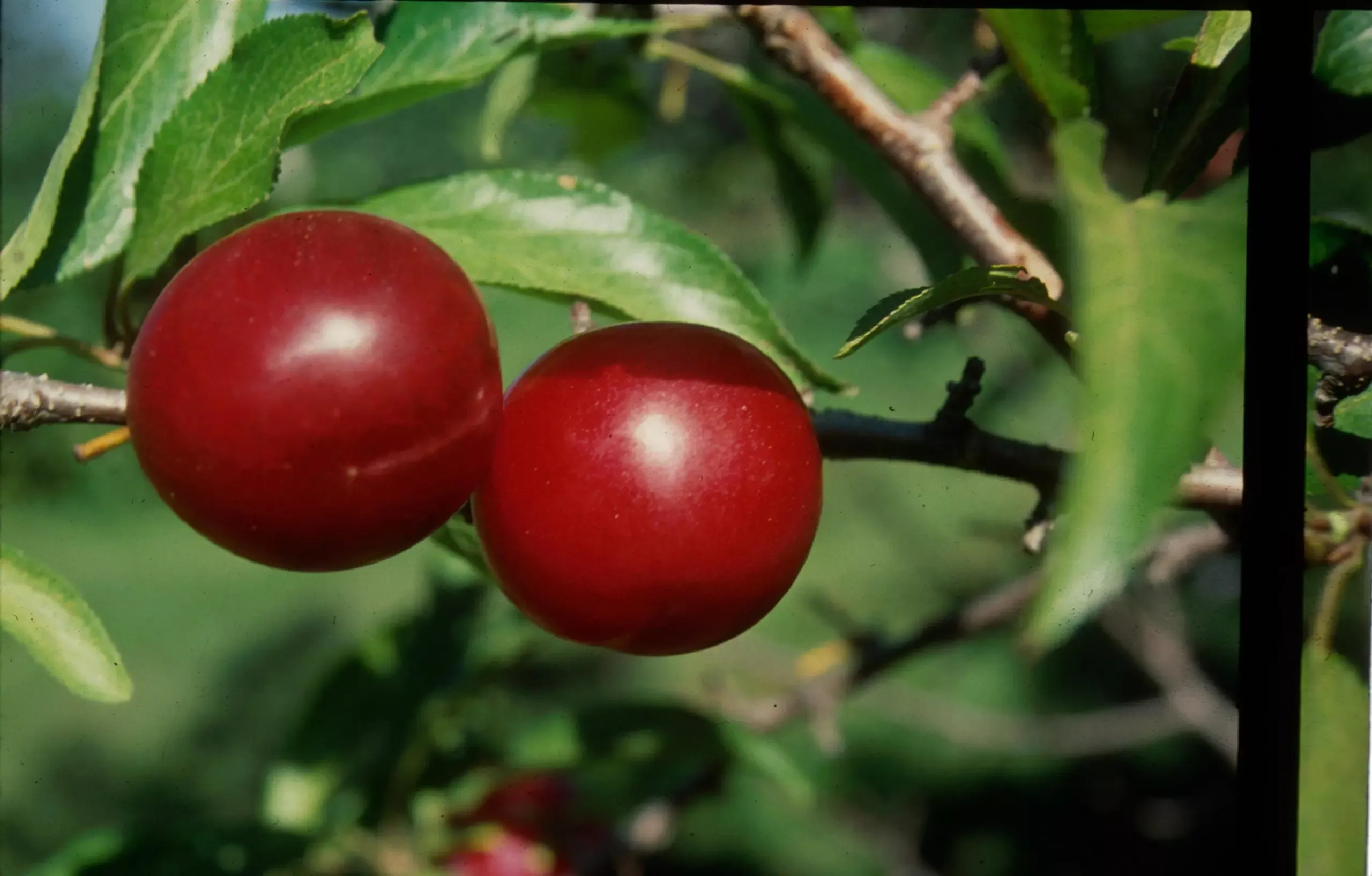 Toka Plum