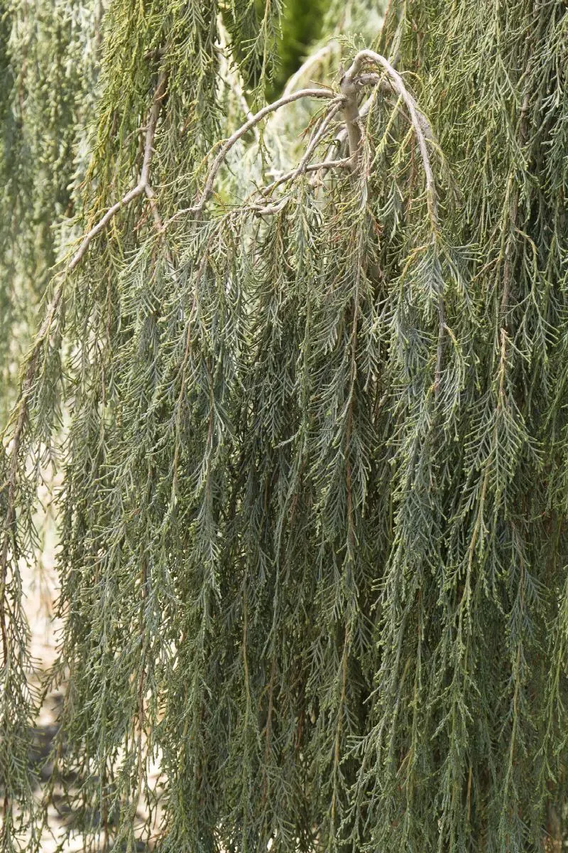 Tolleson’s Blue Weeping Juniper