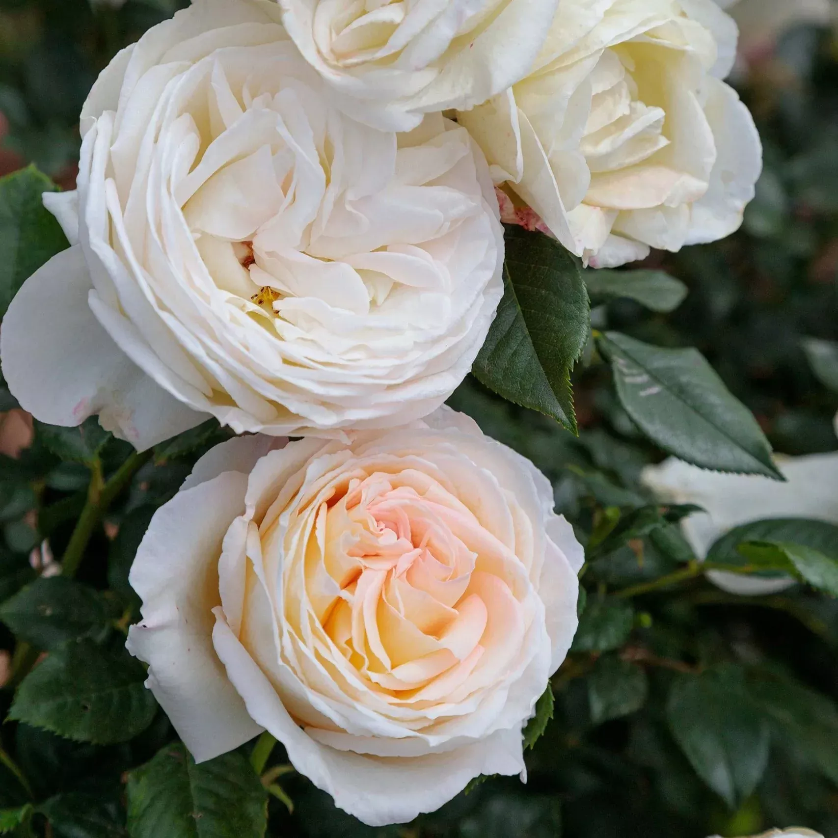 Top Cream™ Rose