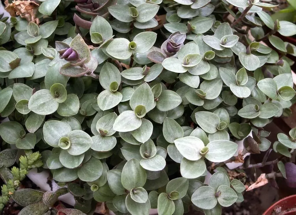 Tortuga Tradescantia