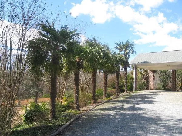 Trachycarpus fortunei 'Columbus'