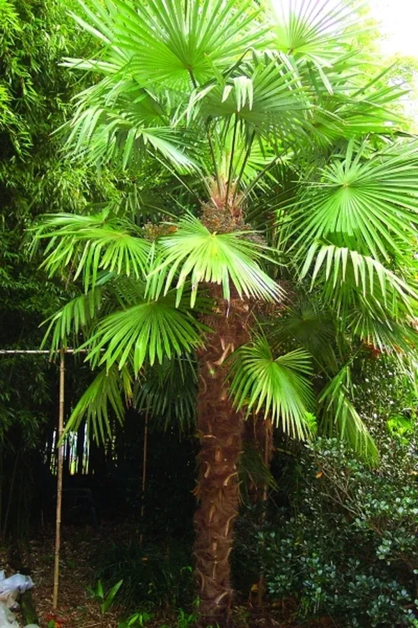 Trachycarpus fortunei Tennessee Form