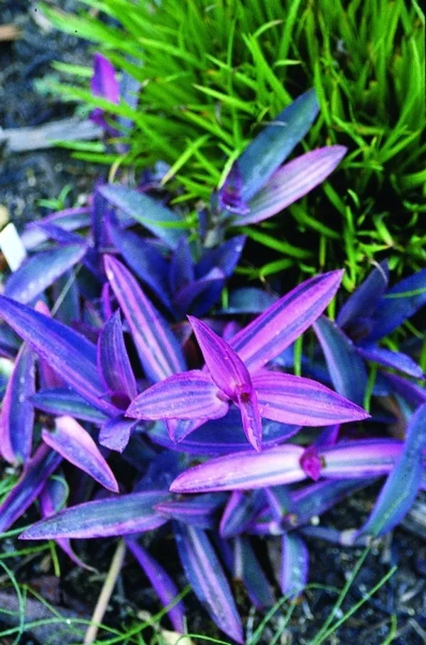 Tradescantia pallida 'Variegata'