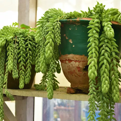 Trailing Burrito Sedum
