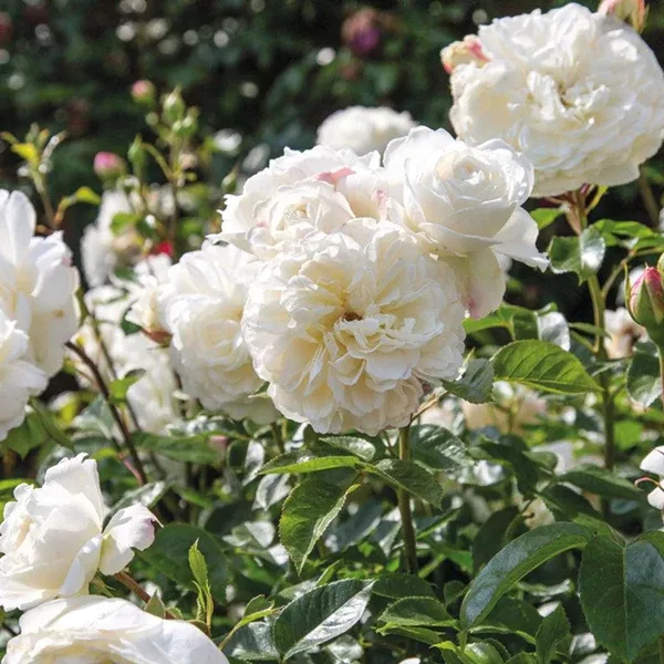 Tranquility Austin Rose