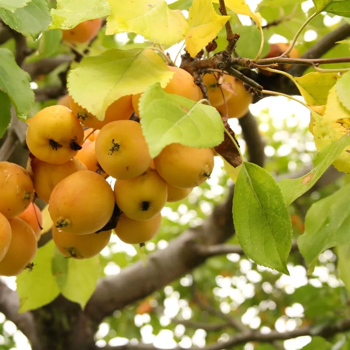 Transcendent Crabapple