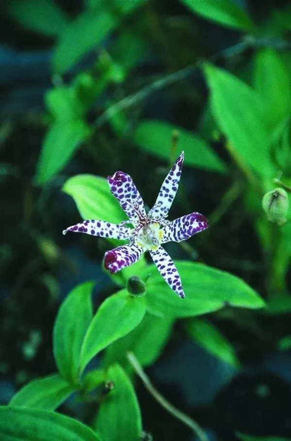 Tricyrtis 'Empress'