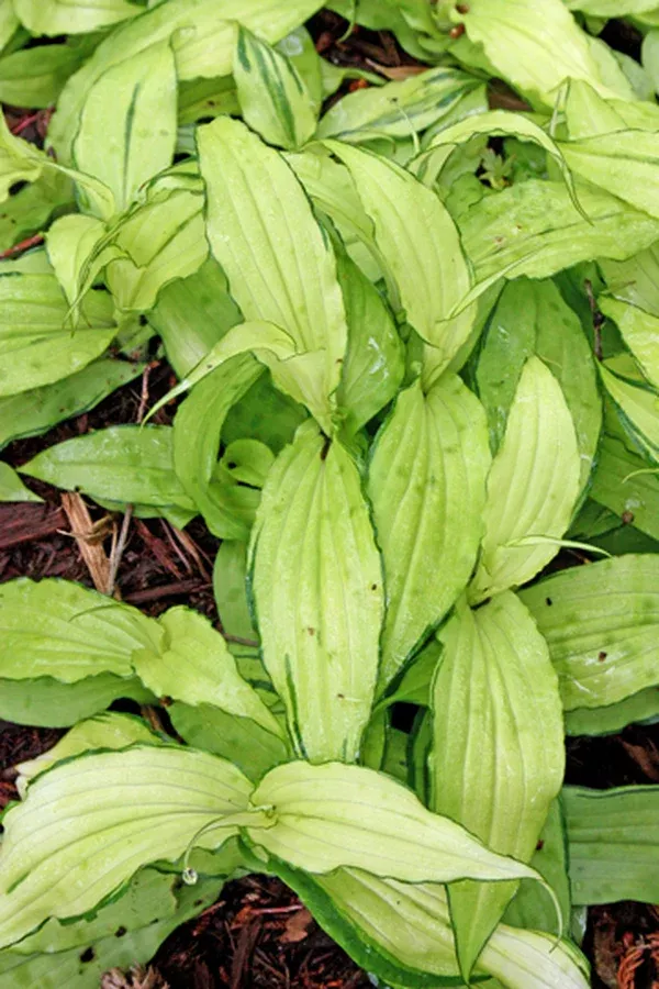 Tricyrtis hirta 'Minazuki'