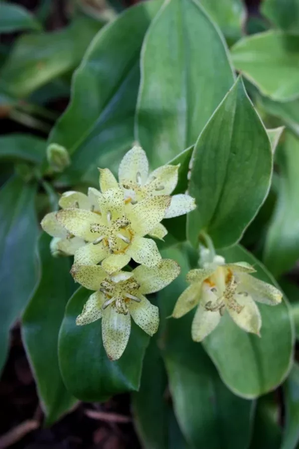 Tricyrtis 'Lemon Twist'