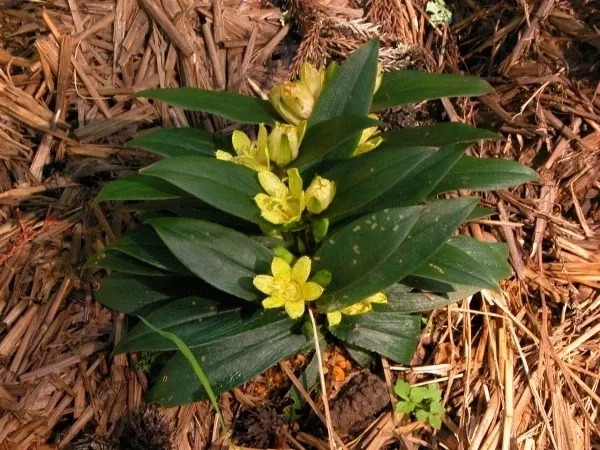 Tricyrtis nana 'Karasuba'