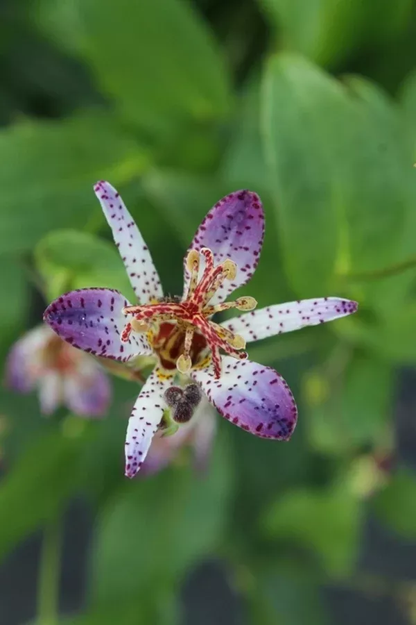 Tricyrtis 'Omokage'