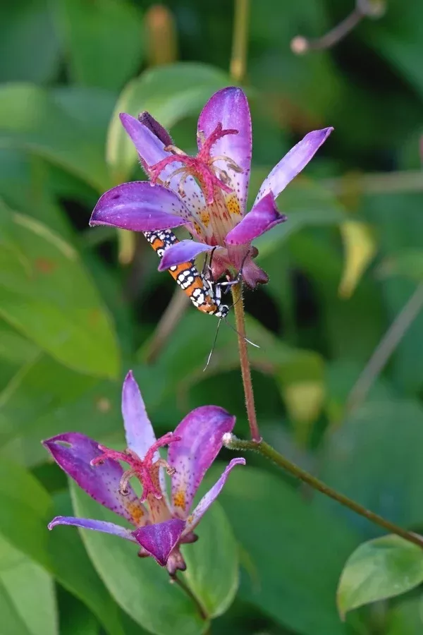 Tricyrtis 'Oniji'