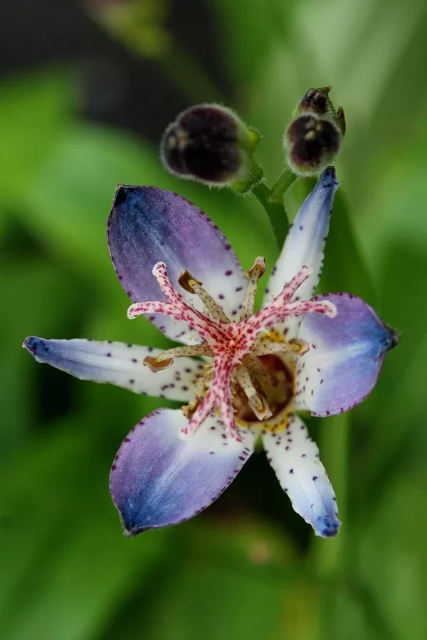 Tricyrtis 'Shizuka Gozen'