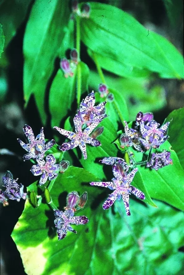 Tricyrtis 'Sinonome'