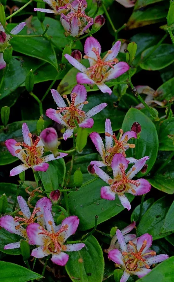 Tricyrtis 'Tosui'