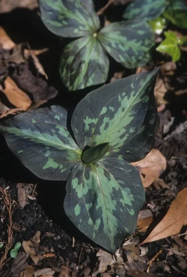 Trillium cuneatum coll. #A11NC-114