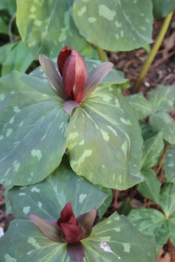 Trillium cuneatum 'Lexington'