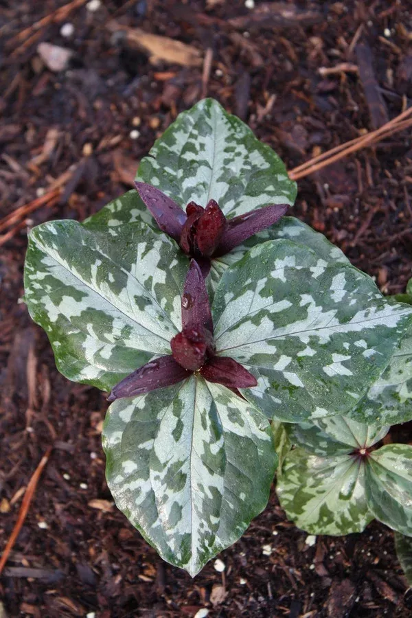Trillium cuneatum 'Pleasant Hill'