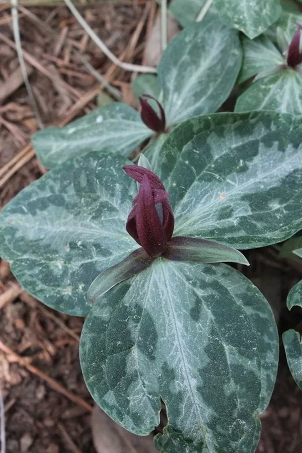 Trillium foetidissimum 'Adams'